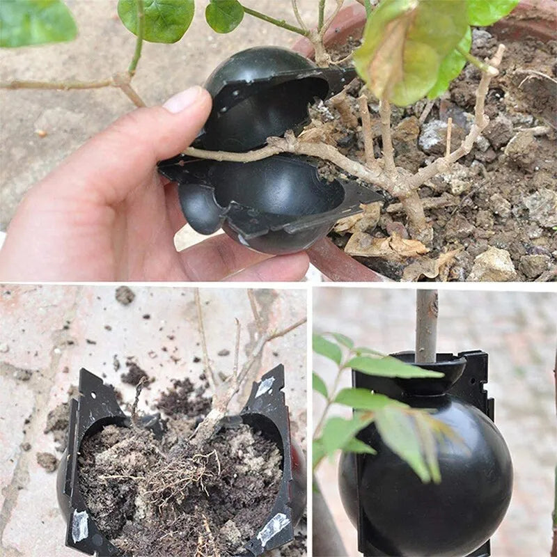 Enraizamento para Jardinagem